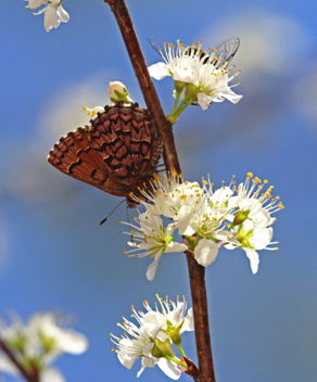 Estern Pine Elfin